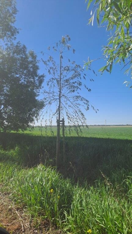 Zdjęcie drzewa po nasadzeniu w Ceradzu Dolnym